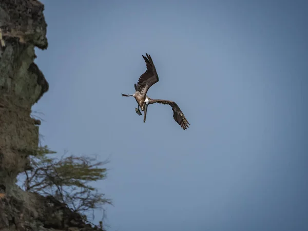 自然の生息地で美しいペリカンを撮影しました — ストック写真