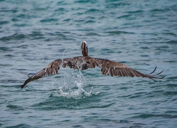 Пеликан Море — стоковое фото