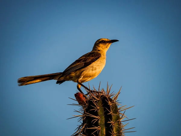 Plan Panoramique Oiseaux Perchés Sur Une Plante Cactus — Photo