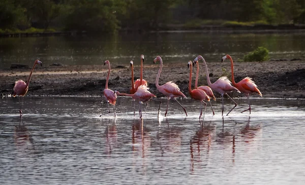 Göl Manzaralı Pembe Flamingo Sürüsü — Stok fotoğraf