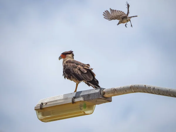 Scénický Záběr Ptáka Sedí Lucerně Pozadí Oblohy — Stock fotografie