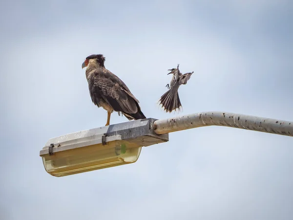 Мальовничий Знімок Птаха Вбирається Ліхтарі Фоні Неба — стокове фото
