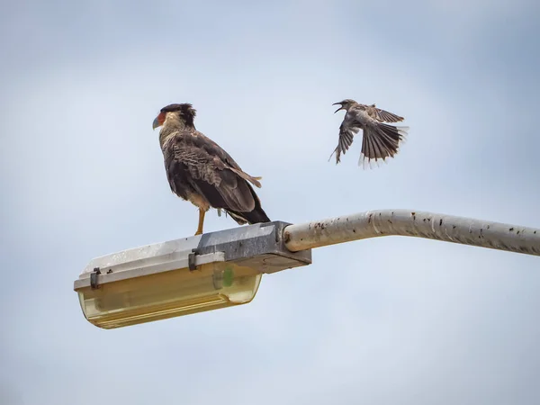 Scénický Záběr Ptáka Sedí Lucerně Pozadí Oblohy — Stock fotografie