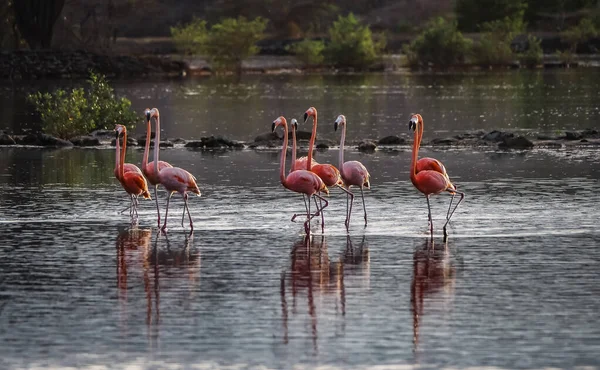 Göl Manzaralı Pembe Flamingo Sürüsü — Stok fotoğraf