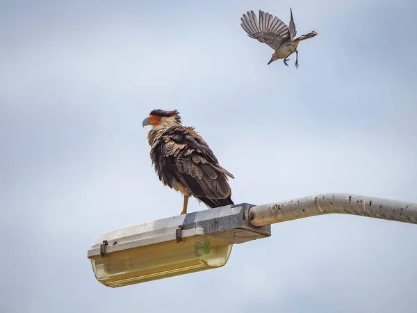 Scenic Shot Bird Perching Lantern Sky Background — Fotografia de Stock