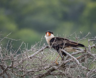 Hawk 'ın dala tünediği sahne.