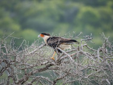Hawk 'ın dala tünediği sahne.