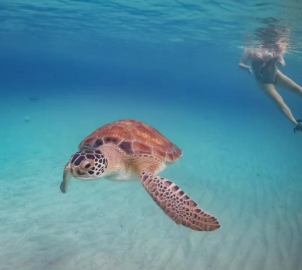 Výhled Karibský Ostrov Curacao — Stock fotografie