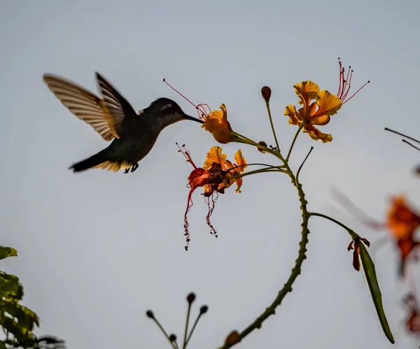 Festői Lövés Gyönyörű Kolibri Virágok — Stock Fotó