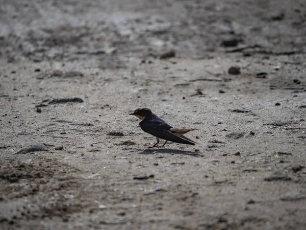 Yerdeki küçük kuşun manzaralı görüntüsü