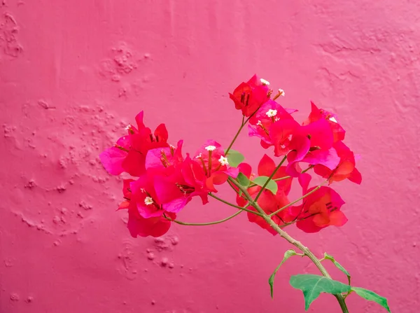 墙上的红白相间的花朵 — 图库照片