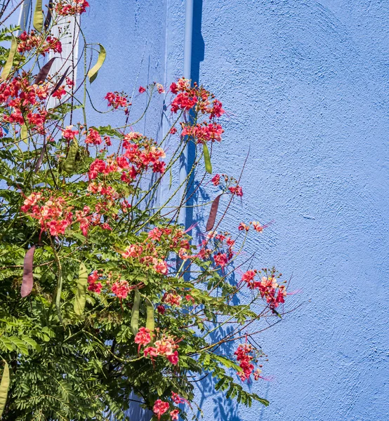 Червоні Білі Квіти Фоні Куща — стокове фото