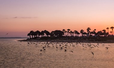Gün batımında okyanusta kuş sürüsünün manzaralı görüntüsü