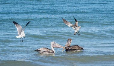 Okyanusta balık avlayan pelikanların manzaralı görüntüsü