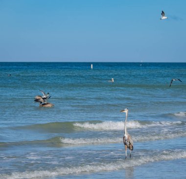 Okyanusta balık avlayan kuşların manzaralı görüntüleri.