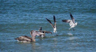 Okyanusta balık avlayan kuşların manzaralı görüntüleri.
