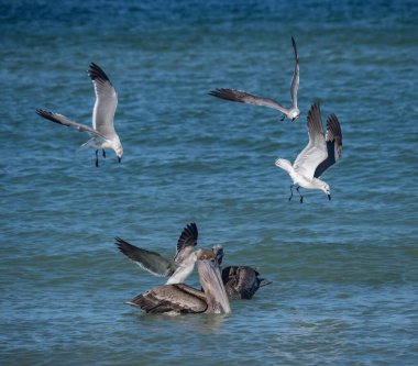 Okyanusta balık avlayan kuşların manzaralı görüntüleri.
