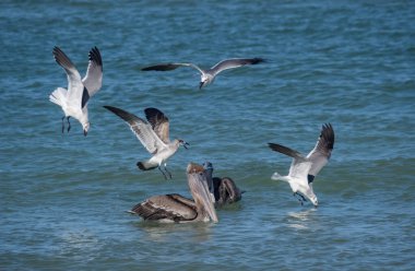 Okyanusta balık avlayan kuşların manzaralı görüntüleri.
