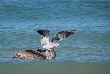 Okyanusta balık avlayan kuşların manzaralı görüntüleri.