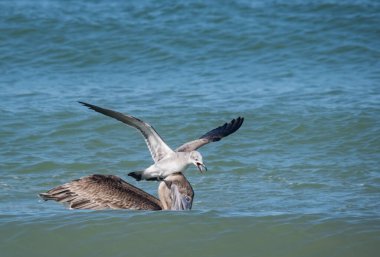 Okyanusta balık avlayan kuşların manzaralı görüntüleri.