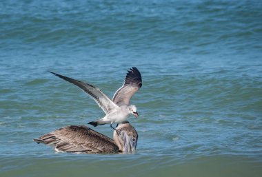 Okyanusta balık avlayan kuşların manzaralı görüntüleri.