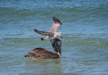 Okyanusta balık avlayan kuşların manzaralı görüntüleri.