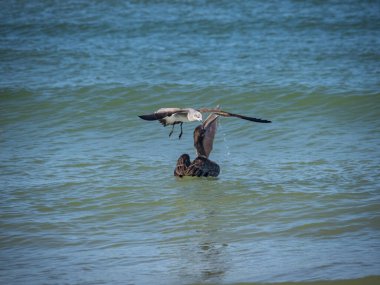 Okyanusta balık avlayan kuşların manzaralı görüntüleri.