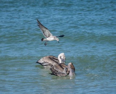 Okyanusta balık avlayan pelikanların manzaralı görüntüsü