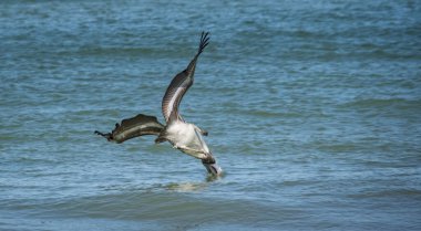 Okyanusta balık avlayan pelikanların manzaralı görüntüsü