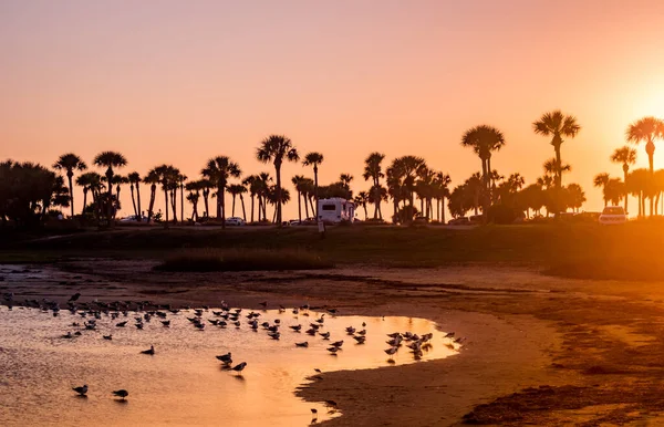 Scenic Shot Flock Birds Ocean Sunset — Fotografia de Stock