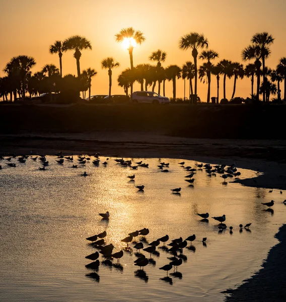 Scenic Shot Flock Birds Ocean Sunset — Fotografia de Stock