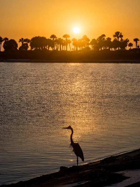 Naturskön Bild Grå Häger Fågel Stranden Solnedgången — Stockfoto