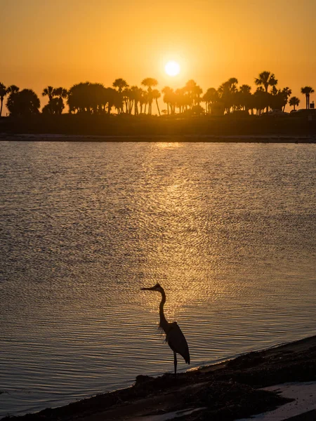 Naturskön Bild Grå Häger Fågel Stranden Solnedgången — Stockfoto