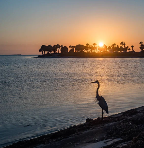 Naturskön Bild Grå Häger Fågel Stranden Solnedgången — Stockfoto