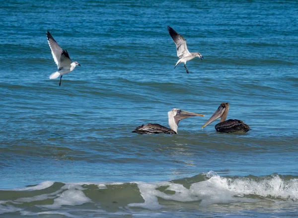 Landschaftsaufnahme Von Pelikanen Auf Der Jagd Nach Fischen Ozean — Stockfoto