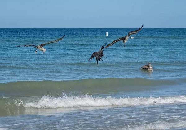 Fotografie Pitorească Pelicanilor Care Vânează Pești Ocean — Fotografie, imagine de stoc
