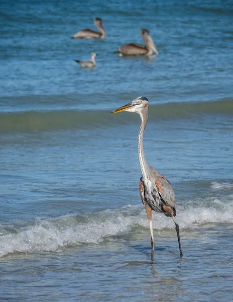 Scenic Shot Grey Heron Bird Seashore — 图库照片
