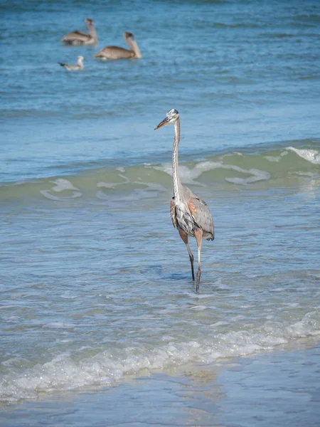 Deniz Kıyısındaki Gri Balıkçıl Kuşunun Manzaralı Görüntüsü — Stok fotoğraf