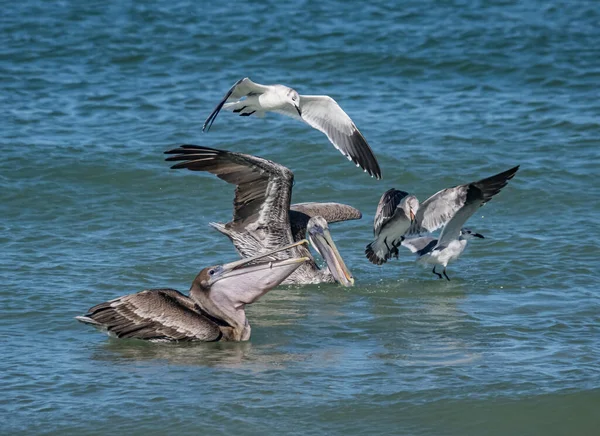 Scenic Shot Birds Hunting Fish Ocean — Stockfoto