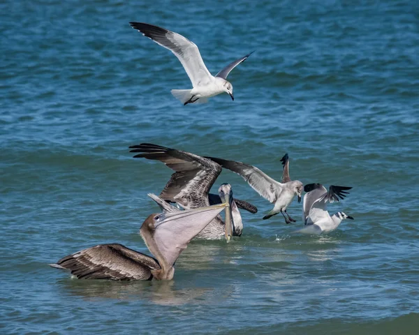 Malownicze Ujęcie Pelikanów Polujących Ryby Oceanie — Zdjęcie stockowe