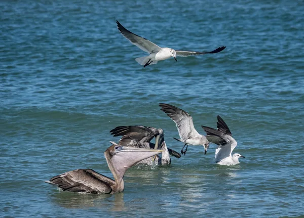 Plano Escénico Pelícanos Cazando Peces Océano — Foto de Stock