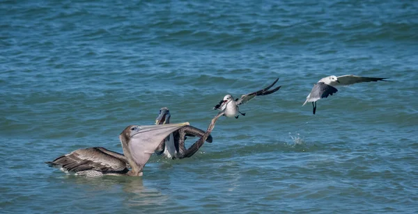 Scenic Shot Pelicans Hunting Fish Ocean — Stockfoto