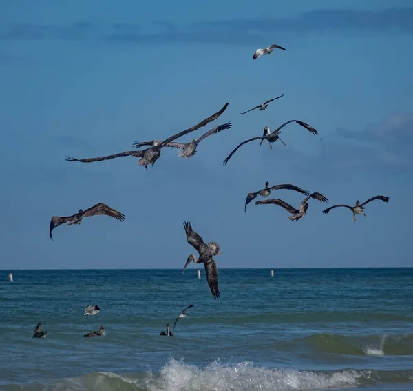 Tiro Cênico Pelicanos Procura Peixes Oceano — Fotografia de Stock