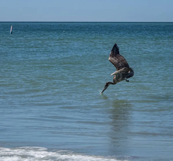 Scenic Shot Pelicans Hunting Fish Ocean — Stockfoto