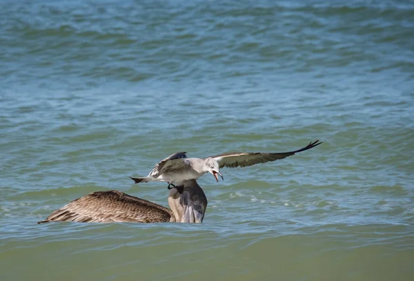 Scenic Shot Birds Hunting Fish Ocean — Stockfoto