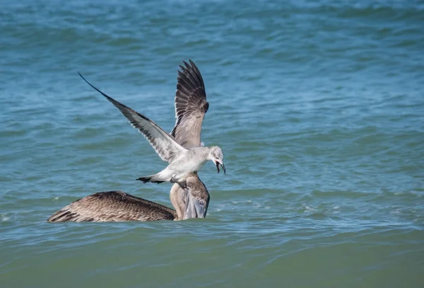 Malownicze Ujęcie Ptaków Polujących Ryby Oceanie — Zdjęcie stockowe