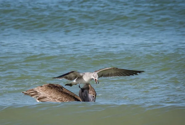 Scenic Shot Birds Hunting Fish Ocean — Stockfoto