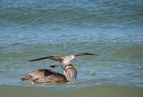 Okyanusta Balık Avlayan Kuşların Manzaralı Görüntüleri — Stok fotoğraf