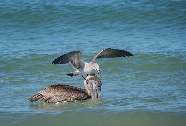 Okyanusta Balık Avlayan Kuşların Manzaralı Görüntüleri — Stok fotoğraf