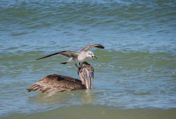 Scenic Shot Birds Hunting Fish Ocean — Stockfoto